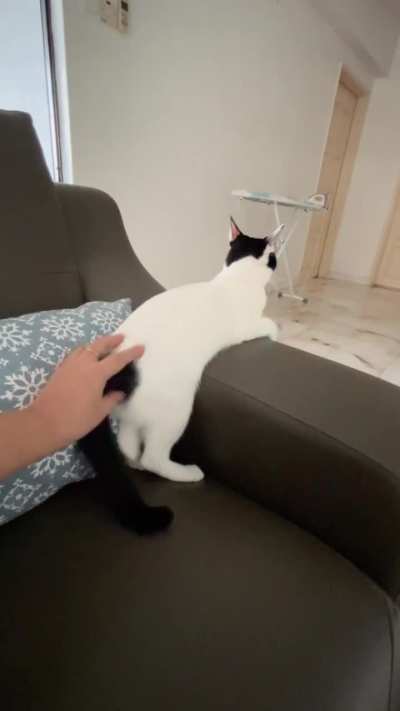 Cheese startled by the thunder