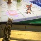 Catching a mouse is in their blood.