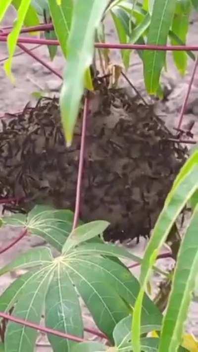 How to tease a wasp nest. (sound on)