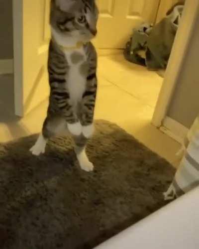 Fluffin meow... What's that...?