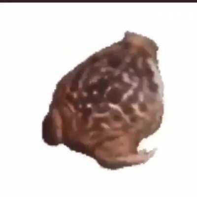 Have been posting this frog anywhere i can so have a frog :)