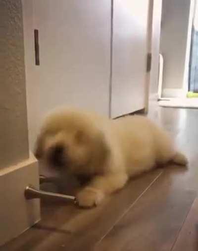 Dogs reaction to door stops is just too funny