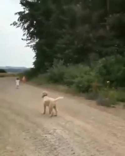 Dog vs dust-devil