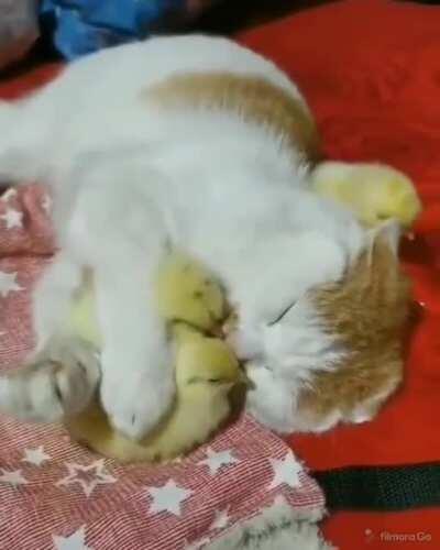 Sneaking in for the snuggle