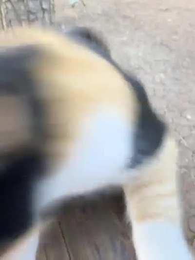 i come this park every sunday to feed this little creature. for the first time she recognized me 🥰