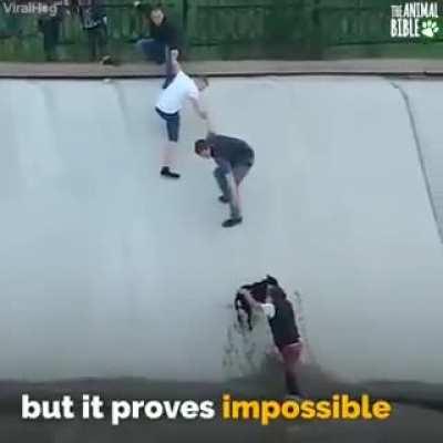Saving a Dog From Steep Canal