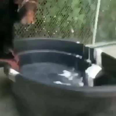 Gente del chat spameando siendo don comedia