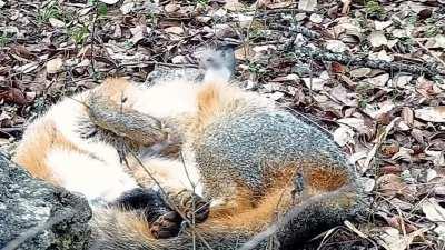 A fox is allowing a black-crested titmouse to steal hair off its body as it snoozes. The process of stealing hair from an animal is called kleptotrichy, and there is a benefit to the bird as it uses these hairs to line its nest, and the fox benefits as th