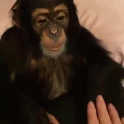 finally home 🦍💯