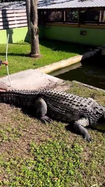 People like this must love adrenaline. I've heard of pushing your luck but this is borderline suicidal 