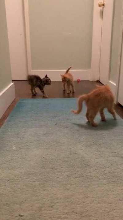 Hold our catnip whilst we prance around like electrocuted crabs.