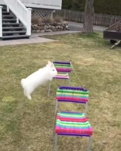 The highest rabbit jump on record is three and a half feet! The same rabbit holds the record for the longest jump as well, at 9.88 feet