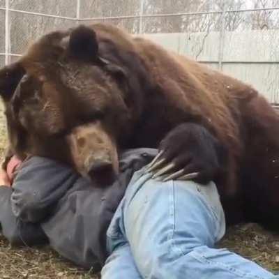 very friendly bear