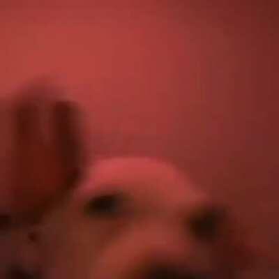 Fiesta en la doomer gang