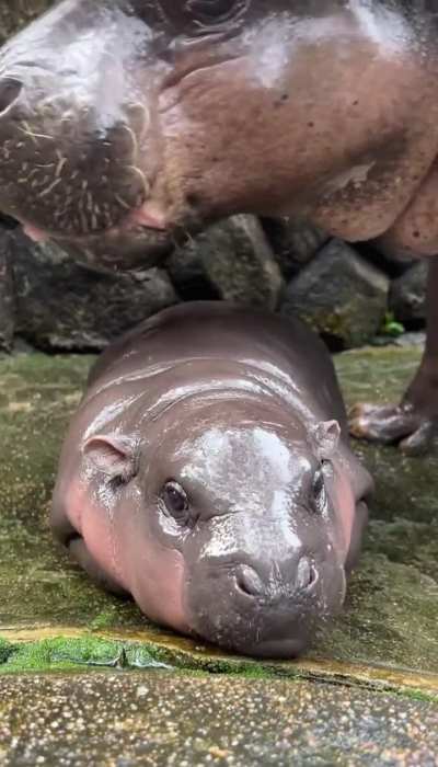 the video from Moos most famous picture has finally been released!