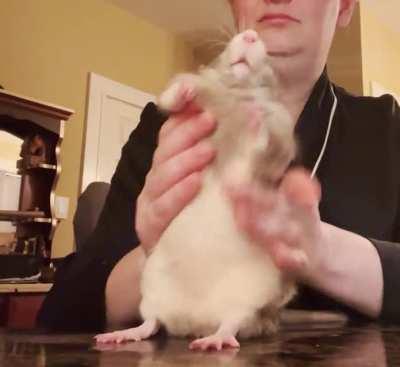 SPICY LATIN DANCE RAT IS BACK AGAIN‼️ 💃 🔥 🐀 🌶️ And he’s bringing the energy this time! RATA DE LA BACHATA CON MAS ENERGÍA ‼️ VOLUME UP 🔊