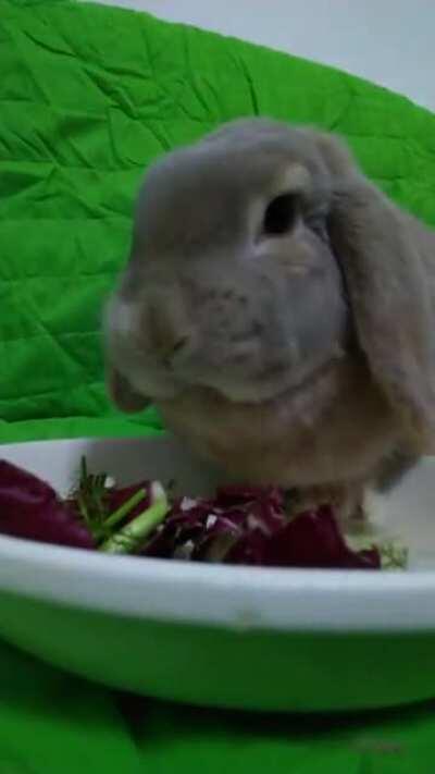 Just Ringo having dinner while watching The Crown