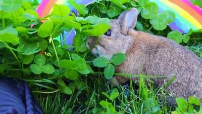 St. Patrick's Day Bunnies