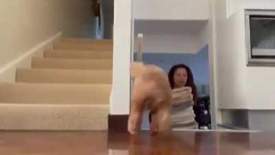 Owner gets a surprise welcome