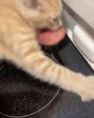 To take ham away from your cat