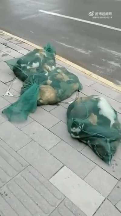 Covid elimination requires great sacrifice - Shanghai