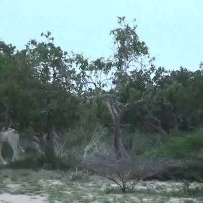 🔥 Rare White Giraffes Caught On Camera For The First Time 🔥
