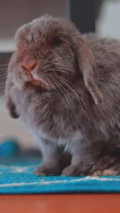 Violet had a good feast of carrot skins 🥕