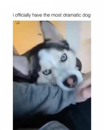 Husky who needs Love