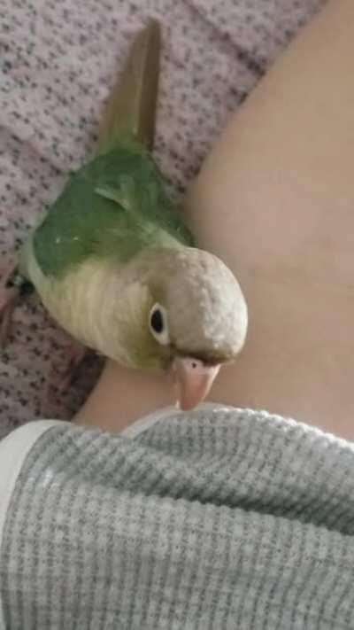 Chompybirb