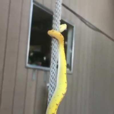 How A Snake Climb Rope !