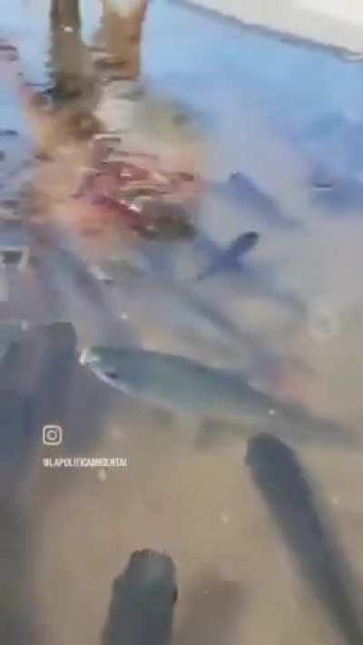 Que lindo que esta japon 😍