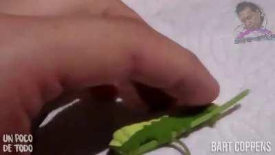 Pillen el mecanismo de defensa de esta oruga