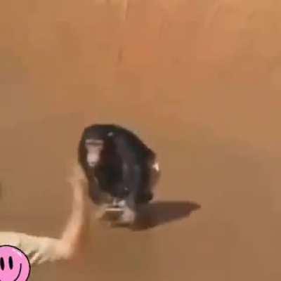 Mucalol o maior skatista de bangu