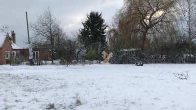 We normally don't see chickens do this.