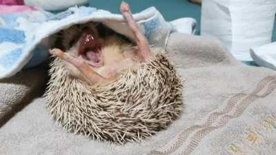 I am Cuckoo, hear me roar!