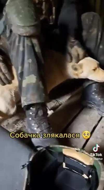 Little dog trembling in fear from the shelling is consoled by our defenders 