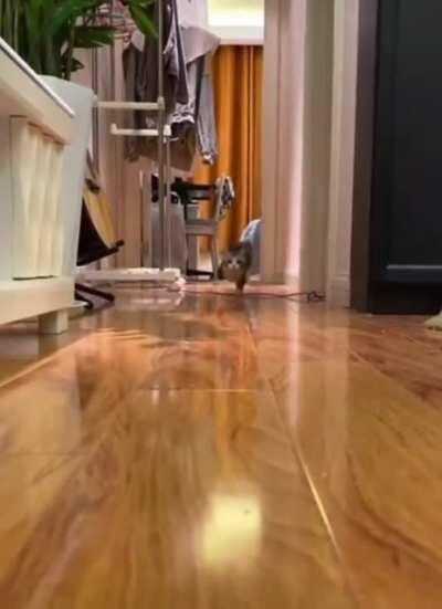 Sometimes the problem with zoomies is stopping (sound on)