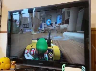 Hitcat in Mario Kart