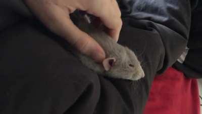 Ratty massage. He’s very demanding