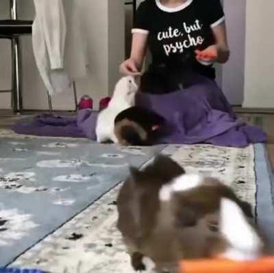 Feeding the little beasts