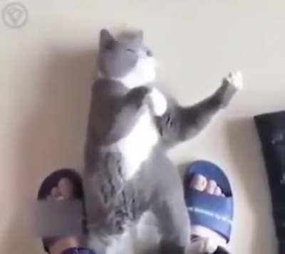kung-fu kitty