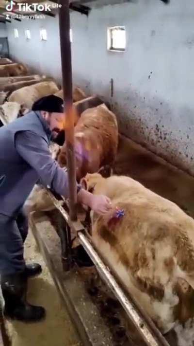 Bloat occurs in the cattle intestines which contains gas, this is the process of relieving the cow from swelling..