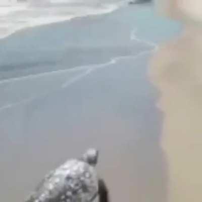 Turtles can fly too?!?!