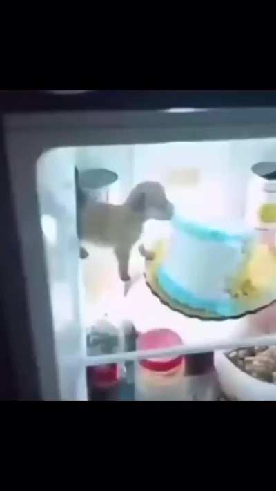 “furry fortnit!1!!” 😱😱😱 -voice of radio free neruda