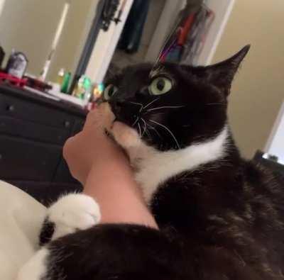 Cat attacks owner and realizes what it just did