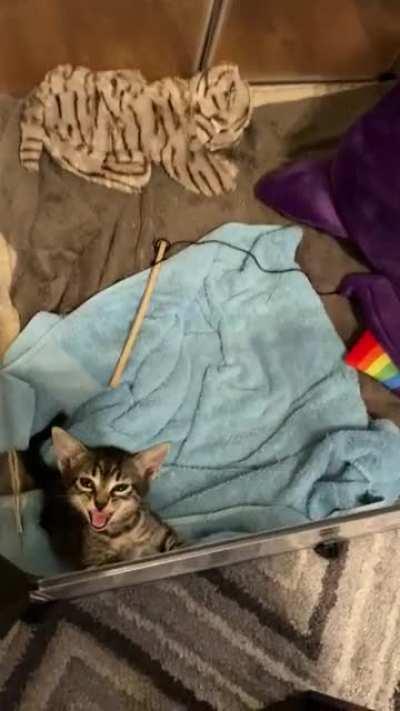 Rescued this feral peanut yesterday. She&rsquo;s got quite the set of lungs on her