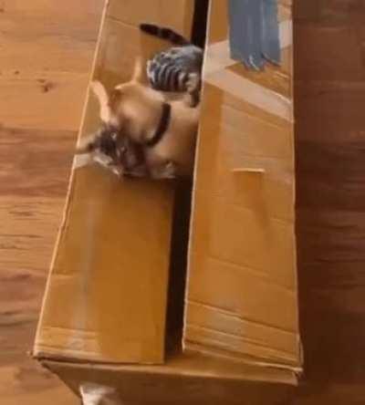 Forceful relocation to the cat dimension