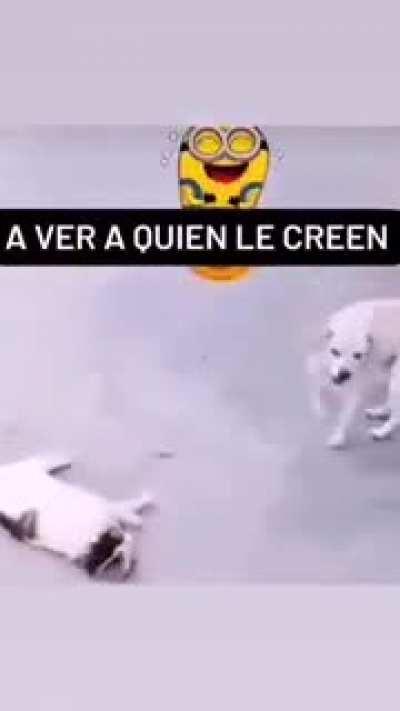 Team michi o team perritu?