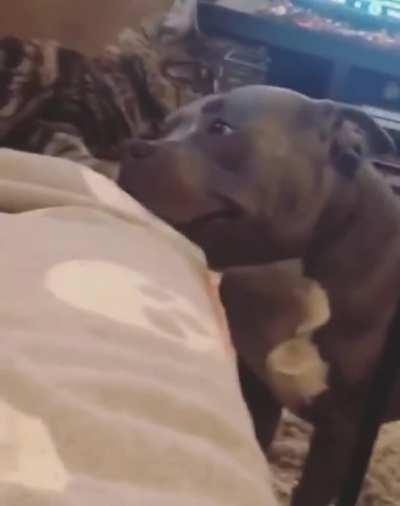 Doggo loves smooches