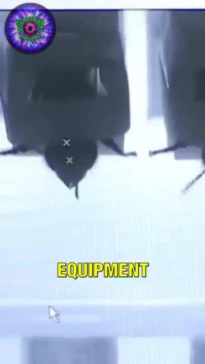 The Matrix, but for bees...